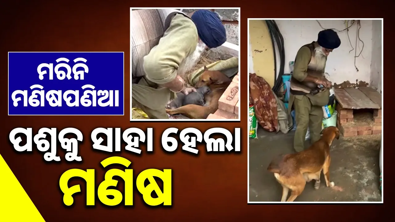  newborn puppies Photograph: (sambad.in) 