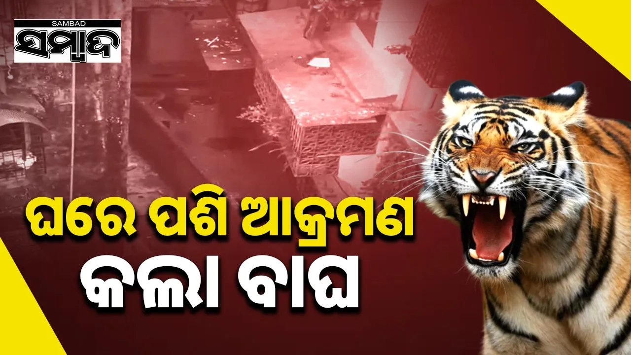  leopard enters building Photograph: (@sambad.in) 