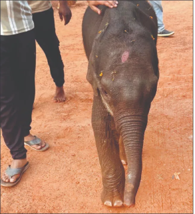  Shambhu: ‘ଶମ୍ଭୁ’ ଅସୁସ୍ଥ