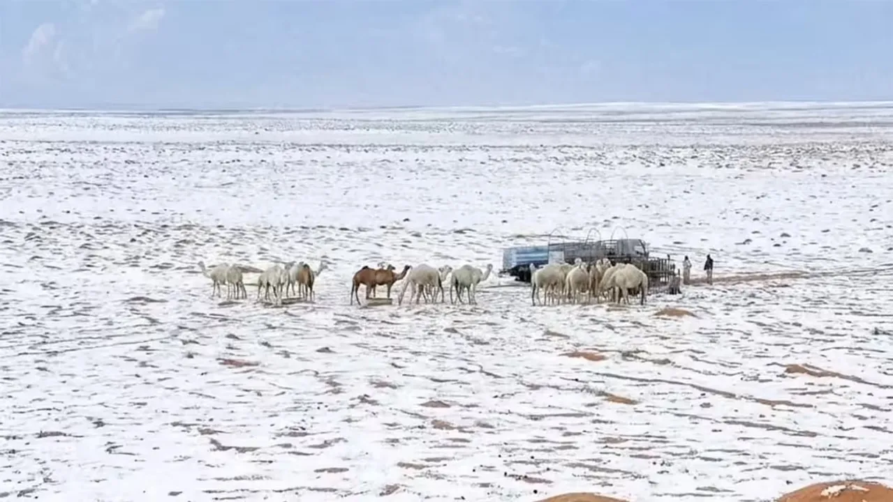  Rare snowfall in Saudi desert: ସାଉଦି ମରୁଭୂମିରେ ବିରଳ ତୁଷାରପାତ: ଭାରତ ପାଇଁ ସତର୍କଘଣ୍ଟି