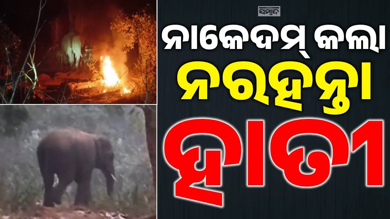  Killer Tusker Photograph: (SAMBAD.IN) 