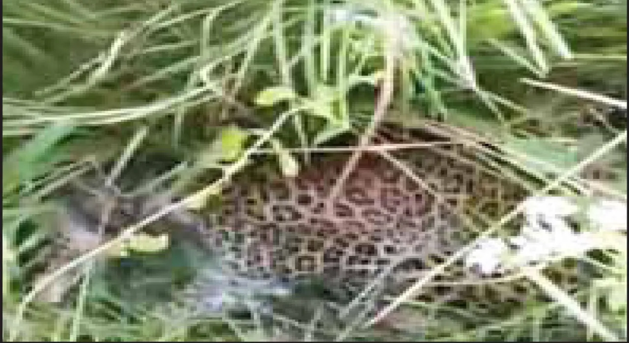  Tiger rescued: ଶିକାରୀ ଫାଶରେ ପଡ଼ିଲା ବାଘ ସାତ ଦିନ ପରେ ଉଦ୍ଧାର