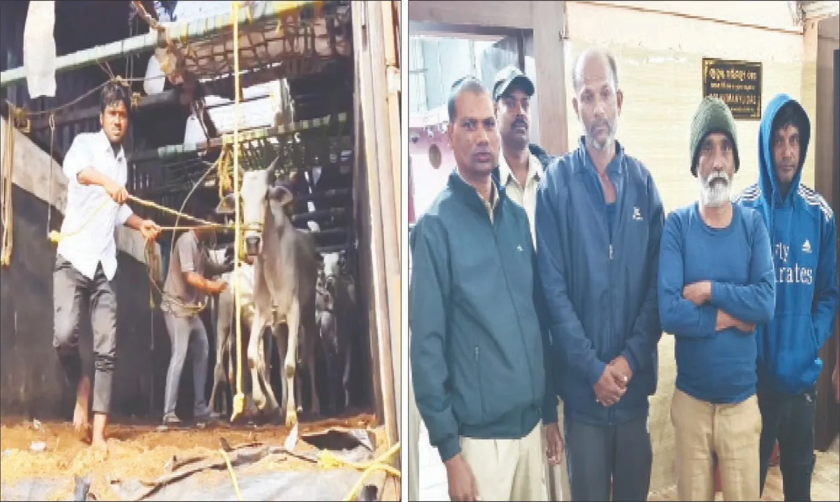  Container loaded with cattle: ଜାତୀୟ ରାଜପଥରୁ ଗୋରୁ ବୋଝେଇ କଣ୍ଟେନର୍‌ ଜବତ: ଗୋଚାଲାଣକାରୀ-ଗୋସେବକ ଖଣ୍ଡଯୁଦ୍ଧ