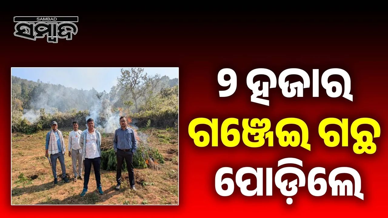  Police burn marijuana plants Photograph: (sambad.in) 