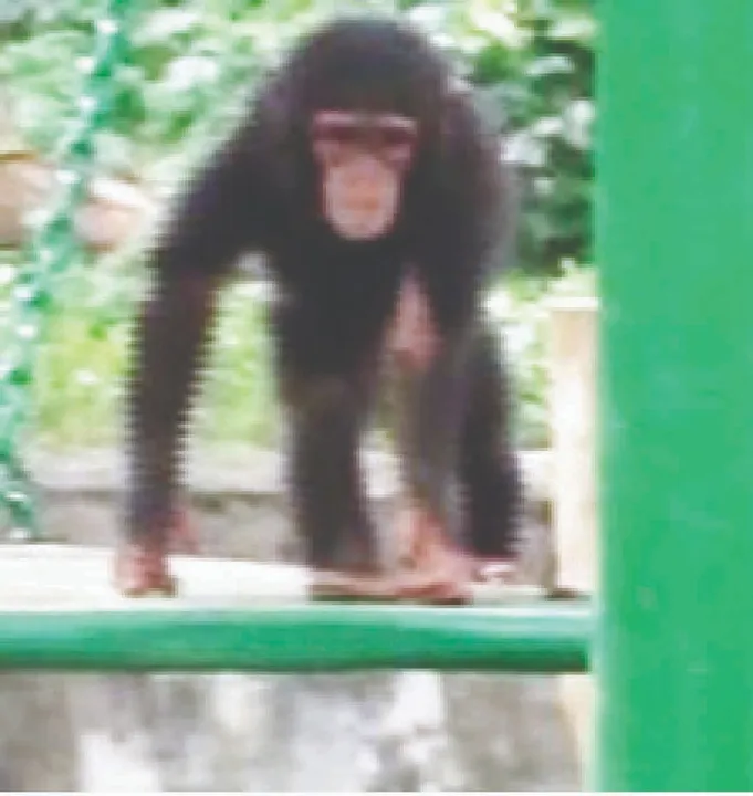  Nandankanan Zoo: ନନ୍ଦନକାନନ ପ୍ରାଣୀ ଉଦ୍ୟାନକୁ ୬୬ ବର୍ଷ,ସିଂହ, ସିମ୍ପାଞ୍ଜି, ବାଘ ଛୁଆଙ୍କ ନାମକରଣ ଆଜି