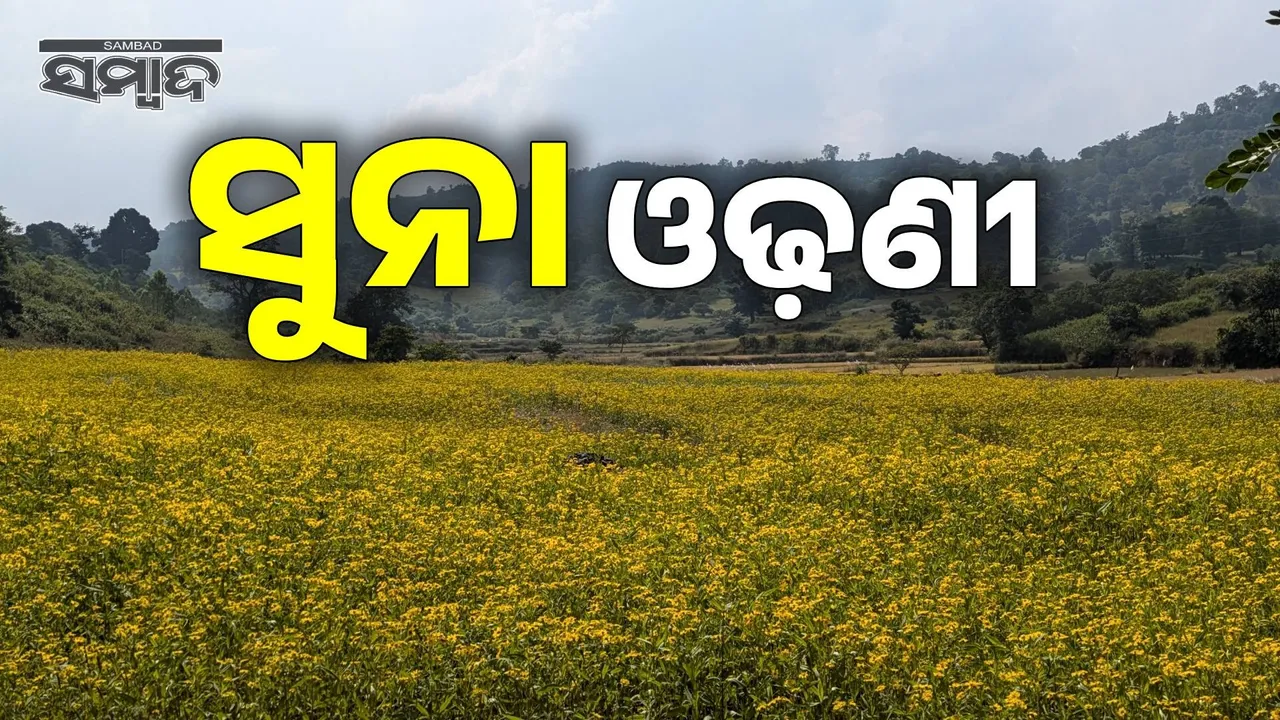  sunflower farming Photograph: (sambad.in) 