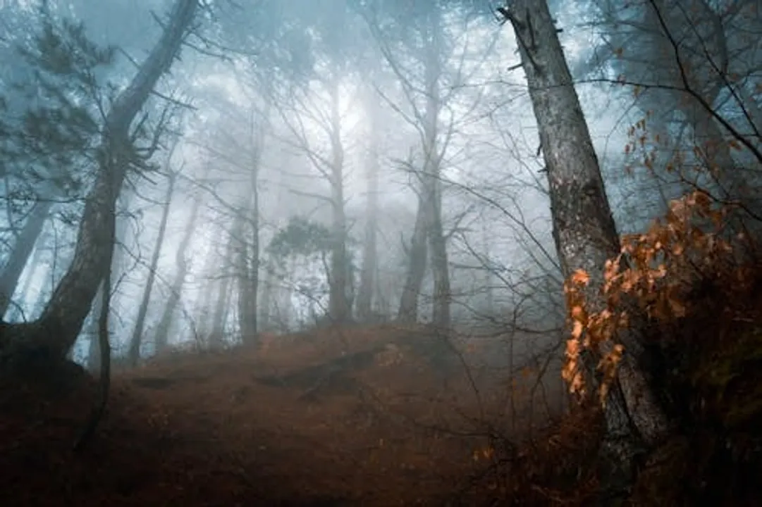  Fog Photograph: (Photo: pexels) 