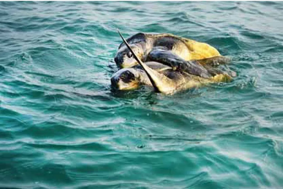  Olive ridley: ନୀଳ ସମୁଦ୍ରରେ ଅଲିଭ୍‌ରିଡ୍‌ଲେ କଇଁଛଙ୍କ ମିଳନ