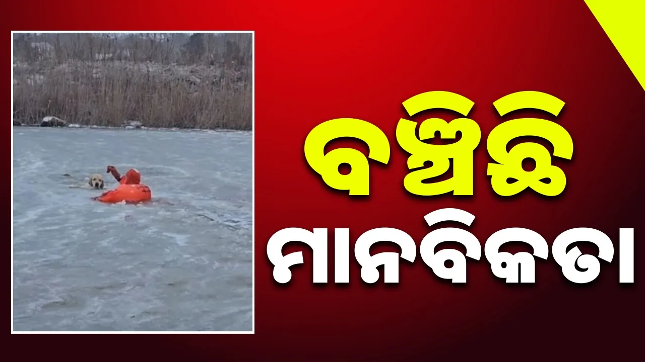  golden-retriever-trapped-in-frozen-lake Photograph Photograph: (@sambad.in) 