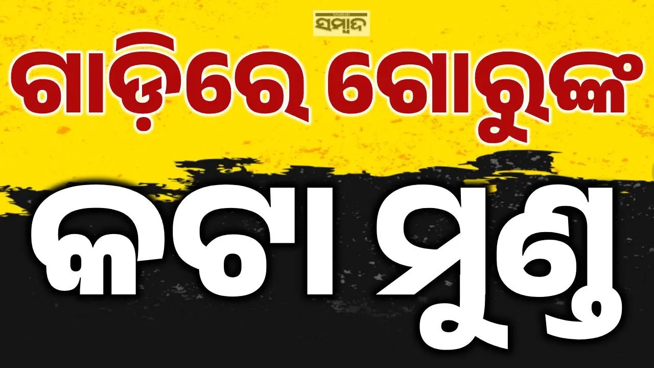  Cow Unsafety: ଗୋରୁ ଚମଡ଼ା, ହଜାରେରୁ ଊର୍ଦ୍ଧ୍ବ କଟା ମୁଣ୍ଡ ଜବତ