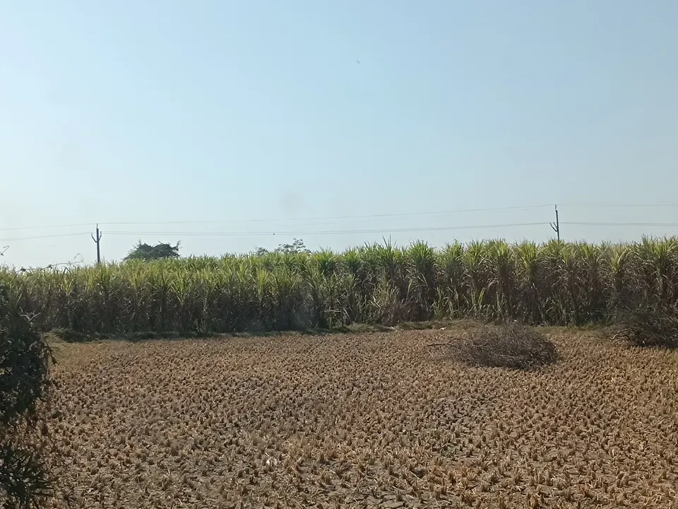  Sugarcane: ହେଉଥିଲା ହଜାରେ ଏକର ଆଖୁ ଚାଷ, ଏବେ ୨୫୦ରେ ସୀମିତ