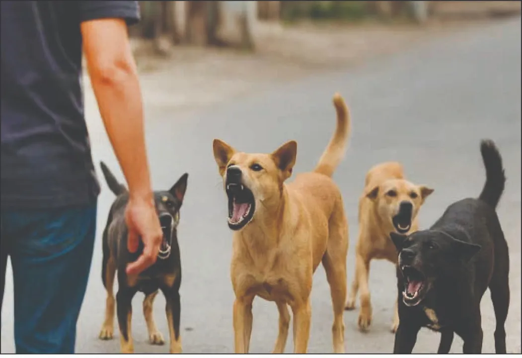  Supreme Court: କୁକୁରପ୍ରେମୀଙ୍କୁ କହିଲେ ସୁପ୍ରିମ୍‌କୋର୍ଟ, କୁକୁରମାନେ ଡରୁଥିବା ଲୋକଙ୍କୁ ଚିହ୍ନିପାରନ୍ତି