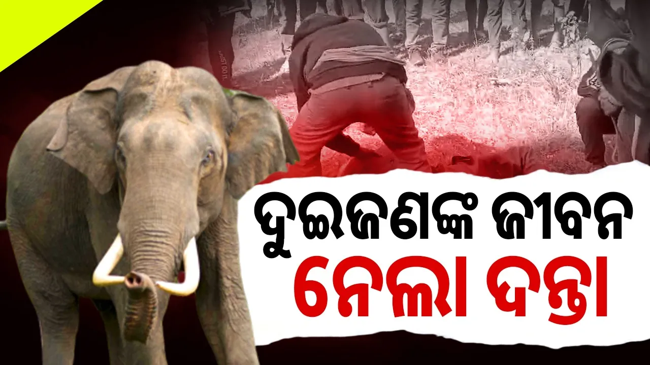  elephant killed 2 persons , one injured Photograph: (sambad.in) 