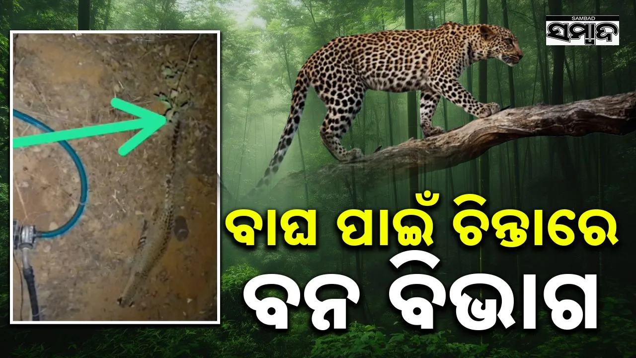  Tiger Tension: ହାତୀ ପରେ ବାଘ ଆତଙ୍କ: ସୋସିଆଲ ମିଡ଼ିଆ ଫଟୋ ଭାଇରାଲ ପରେ ଚିନ୍ତାରେ ବନବିଭାଗ