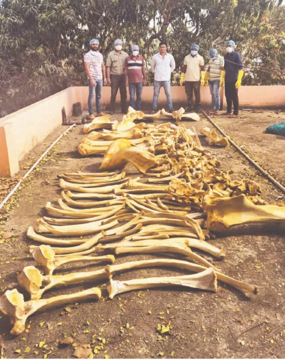  Ramu unstable: ରାମୁ ଅସ୍ଥିର ରାସାୟନିକ ସଂରକ୍ଷଣ ପ୍ରକ୍ରିୟା ଶେଷ