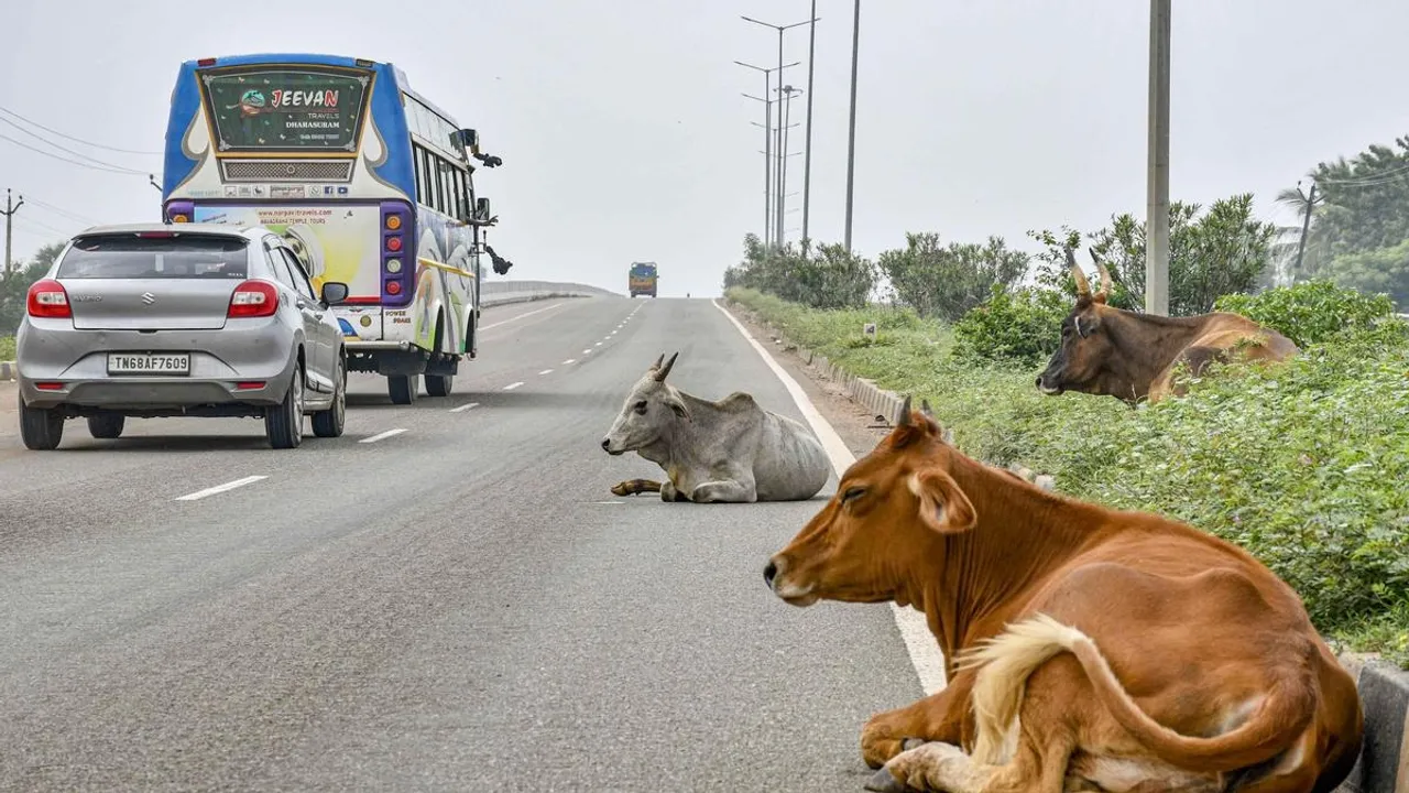  Cattle on NH Photograph: (Photo: social media) 