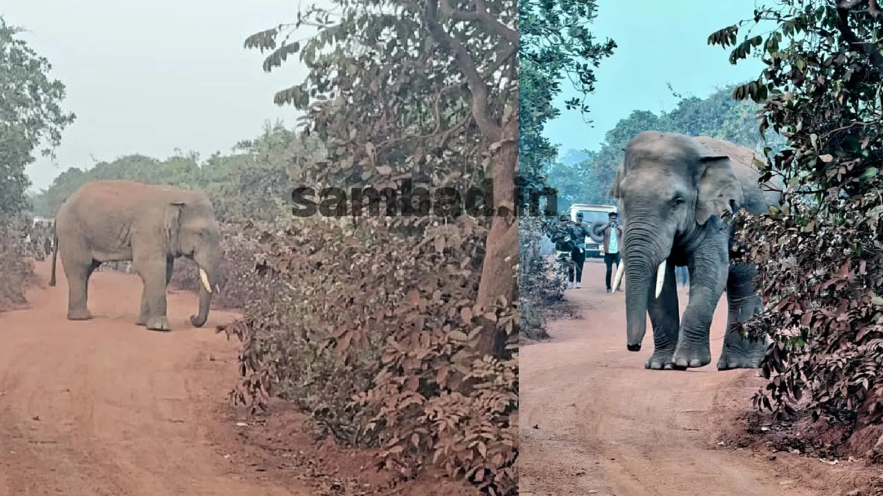  Elephant: ଚିନ୍ତା ବଢ଼ାଇଲେଣି ୨ ଦନ୍ତା: ଜଙ୍ଗଲ ଛାଡ଼ି ଜନବସତିରେ ଘୂରି ବୁଲୁଛନ୍ତି