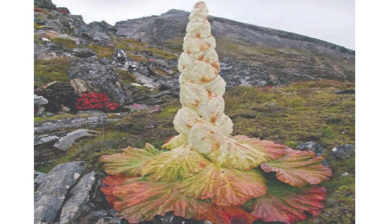  Unique plant: ଅନନ୍ୟ ଉଦ୍ଭିଦ: ଜୀବନକାଳରେ ଥରେ ଫୁଟେ ସିକ୍କିମ ସୁନ୍ଦରୀ