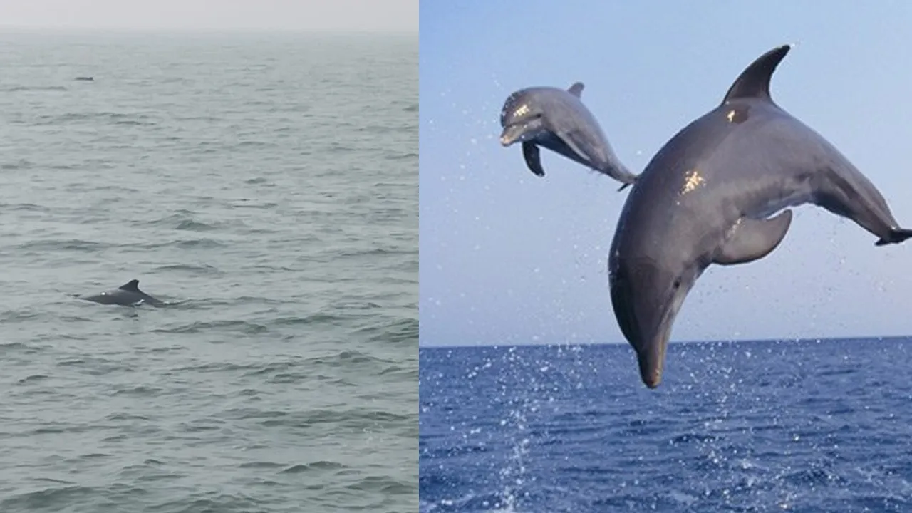  Dolphin Counting: ଭିତରକନିକାରେ ଡଲଫିନ ଗଣନା ଆଜିଠୁ ତିନି ଦିନ ଧରି ଚାଲିବ