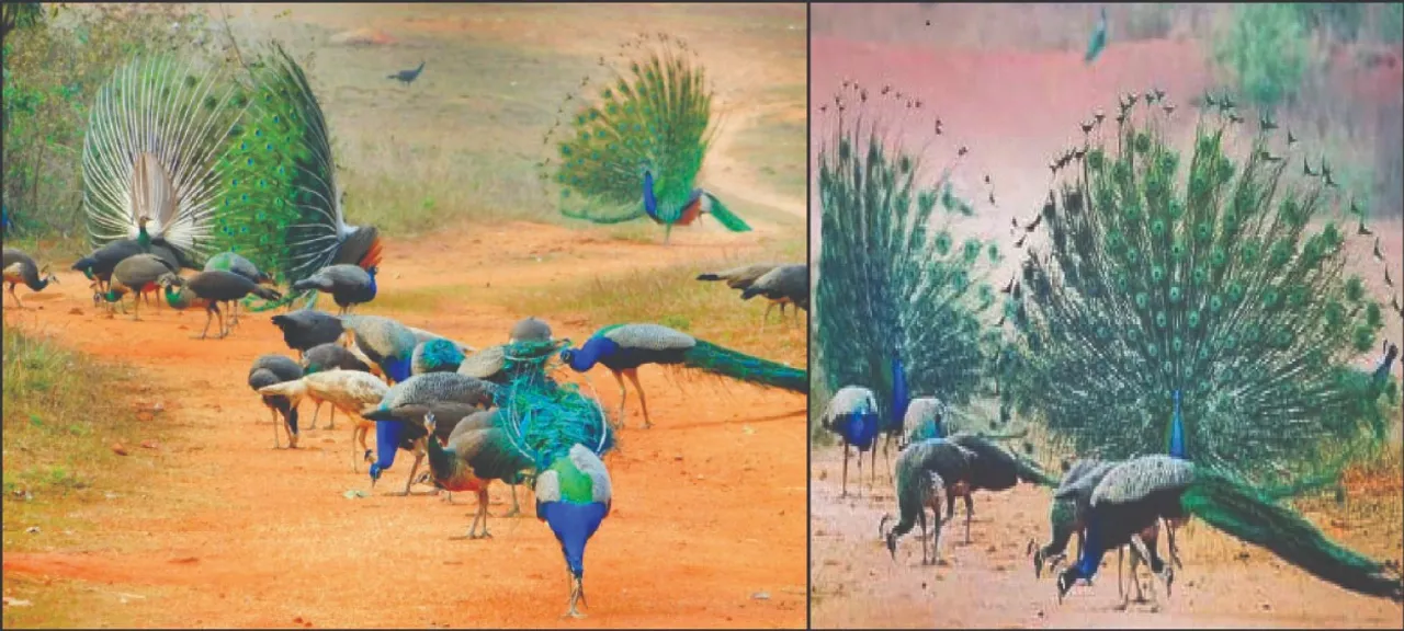  Mayur Valley in the Mahanadi: ମହାନଦୀ ଅବବାହିକାରେ ମୟୂର ଉପତ୍ୟକା: ଜେଜେଙ୍କ ଡାକର କୁହୁକ, ନାତି କଣ୍ଠରେ