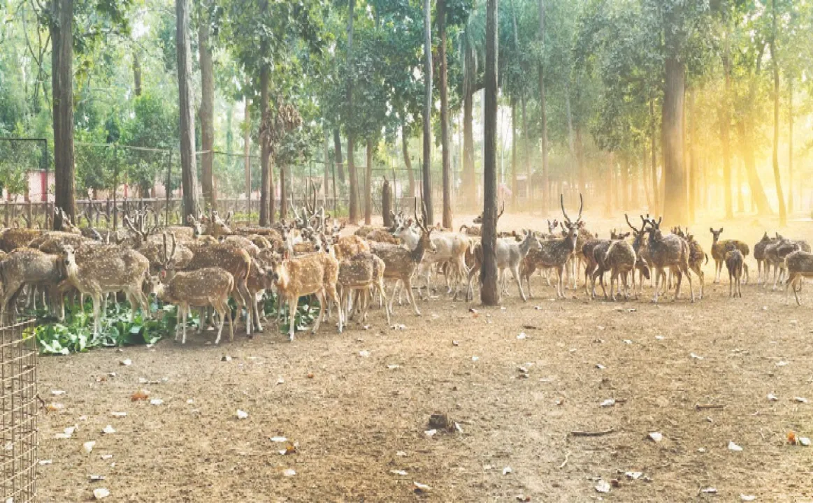  Padmatola forest: ପଦ୍ମତୋଳା ଜଙ୍ଗଲକୁ ସ୍ଥାନାନ୍ତର ହେବେ ୧୫୦ ହରିଣ