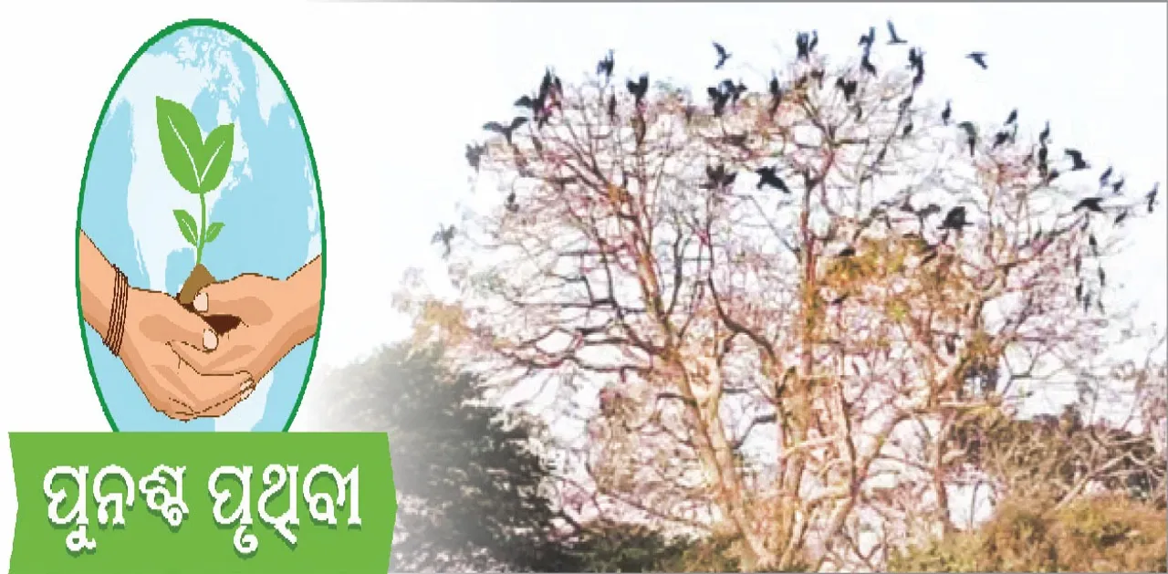  Climate change impacts: ଜଳବାୟୁ ପରିବର୍ତ୍ତନ ପ୍ରଭାବ: ୩ ବନାଞ୍ଚଳରେ ହ୍ରାସ ପାଇଛି ପକ୍ଷୀବଂଶ