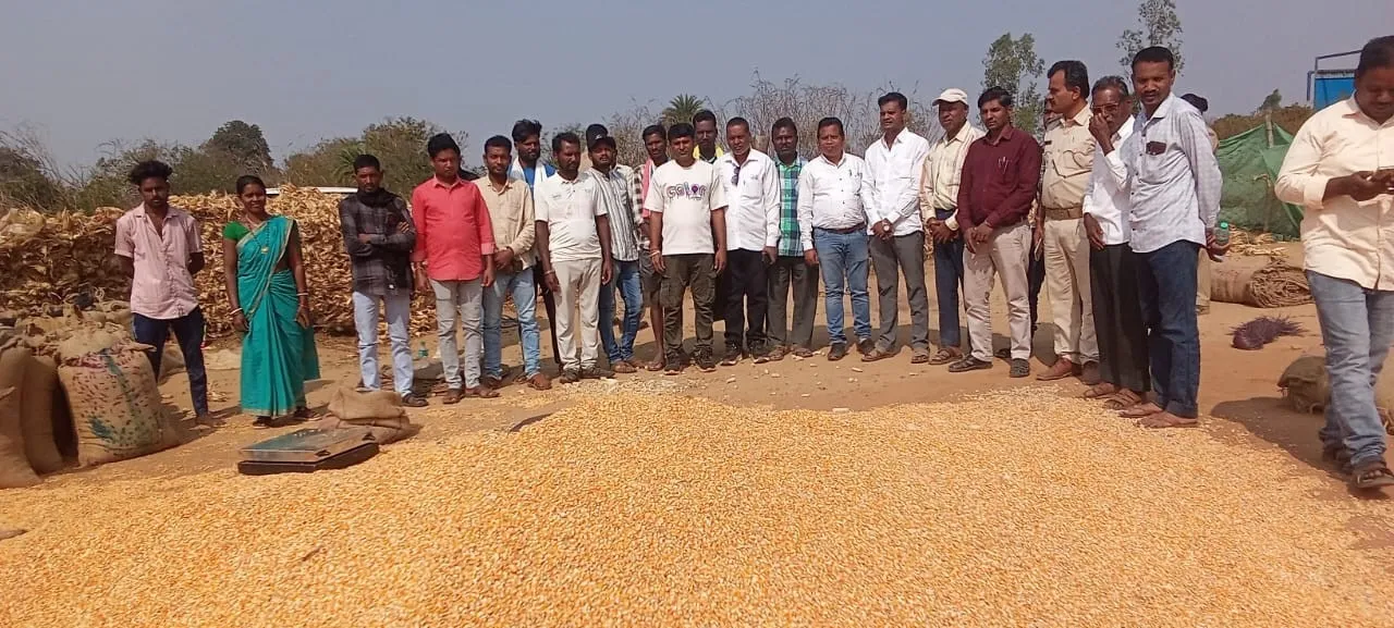  Maize: ମକା କୁଇଣ୍ଟାଲ ଦୁଇ ହଜାର ଟଙ୍କା ବିକିଲେ ଚାଷୀ