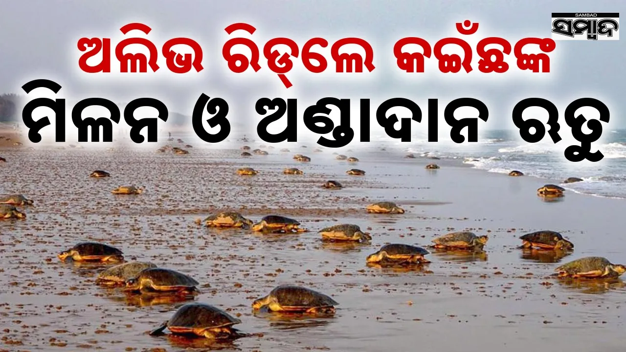  Olive Ridley turtles on sea beach Photograph: (sambad.in) 