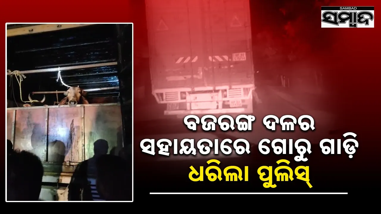  cow loaded trailer seized at sundargarh,  one arrested Photograph: (sambad.in) 