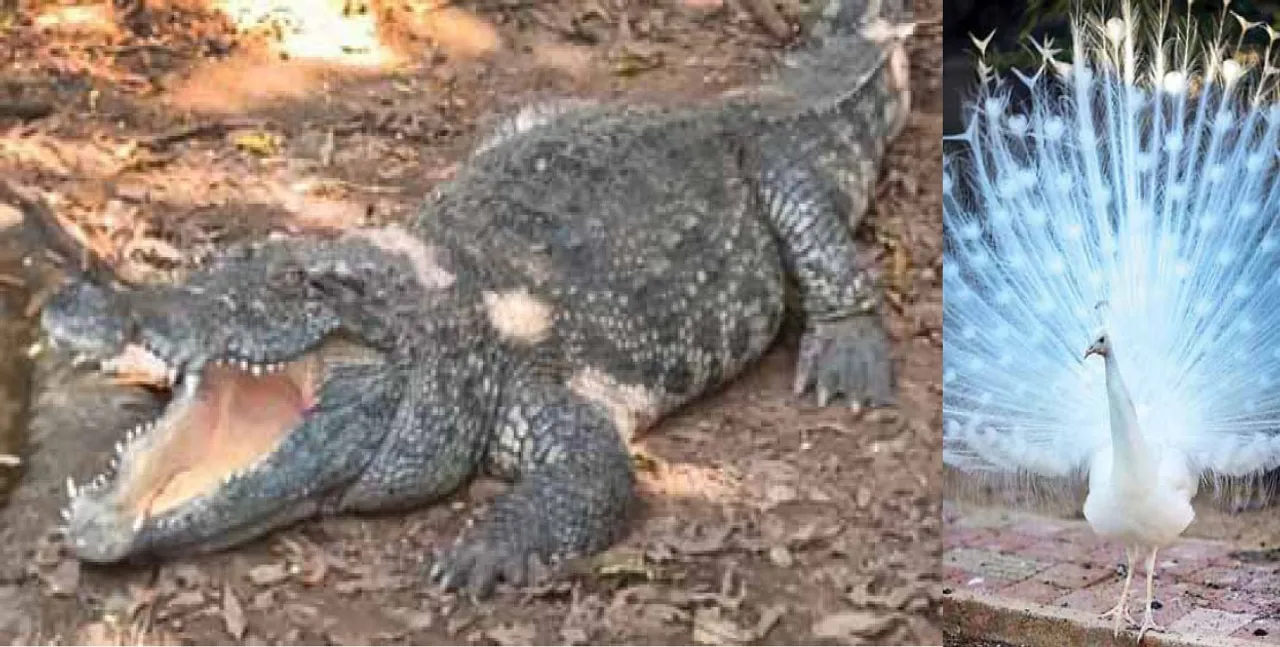  Nandankanan: ନନ୍ଦନକାନନରେ ହଇଚଇ: ସପ୍ତାହକରେ ମଲେଣି ୫ କୁମ୍ଭୀର, ୨ ଧଳା ମୟୂର