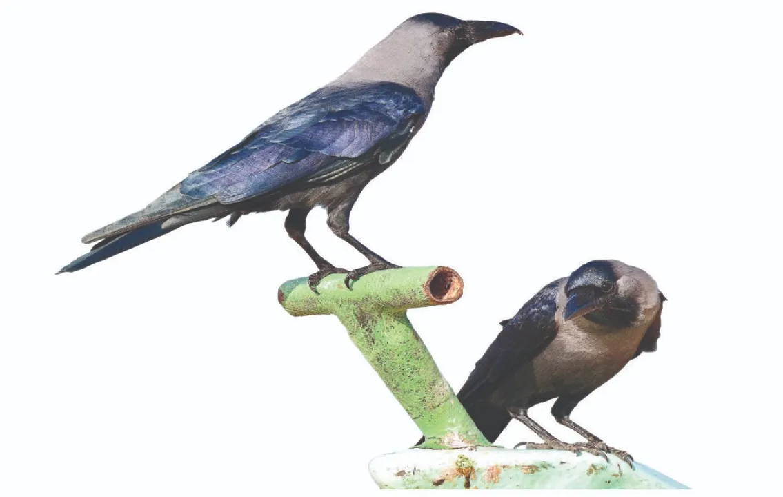  The most intelligent bird: ପକ୍ଷୀପ୍ରସଙ୍ଗ: ବିଶ୍ବର ସବୁଠାରୁ ବୁଦ୍ଧିମାନ୍‌ ପକ୍ଷୀ ଭାରତୀୟ କାଉ