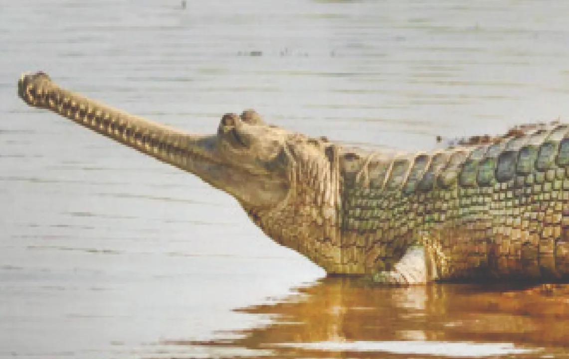  ସାତକୋଶିଆ ଗଣ୍ଡରେ ବଢ଼ିଲା କୁମ୍ଭୀର ସଂଖ୍ୟା: ଅଛନ୍ତି ୮୮ ମଗର, ୨୨ ଘଡ଼ିଆଳ