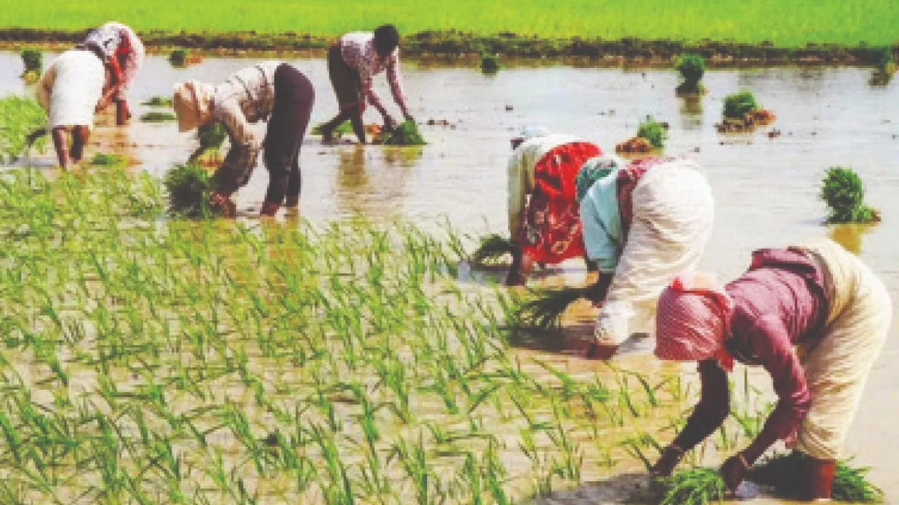  AI for farmers: ଚାଷୀଙ୍କ ପାଇଁ ଏଆଇ: ଆୟ ବଢ଼ାଇବ ମତ୍ସ୍ୟଚାଷ, ନଡ଼ିଆ, କାଜୁ, କୋକୋ, କୃଷି କ୍ଷେତ୍ରକୁ ୧,୬୨,୭୬୧ କୋଟି ଟଙ୍କା