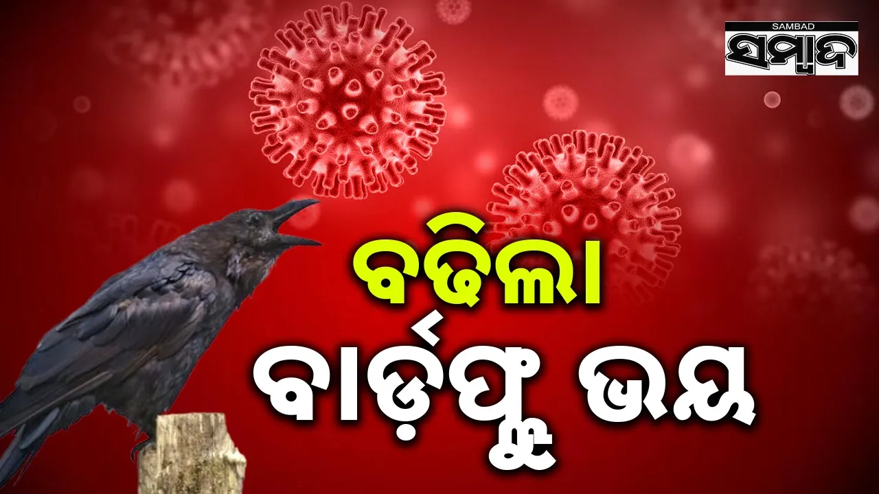  Bird Flu Photograph: (sambad.in) 