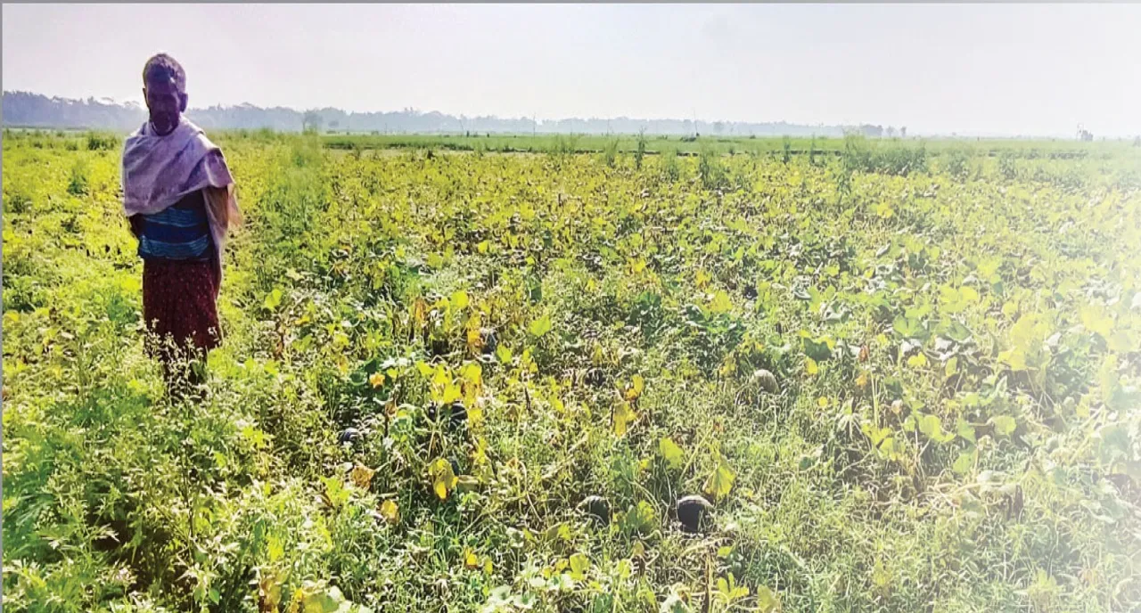  The agricultural economy: ଉତ୍ତର ବାଲେଶ୍ବରରେ ଦୁର୍ବଳ ହେଉଛି କୃଷି ଅର୍ଥନୀତି! ଚାଷରୁ ମୁହଁ ଫେରାଉଛନ୍ତି ଯୁବପିଢ଼ି