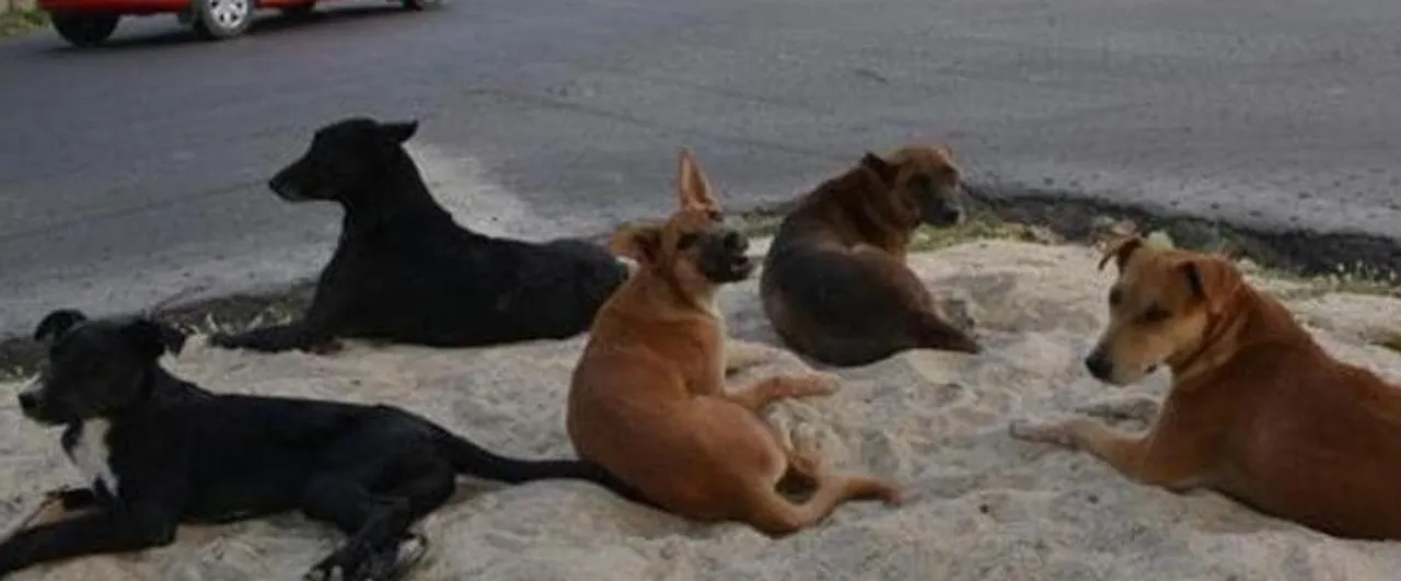  Doctor chases away stray dog ​​from hospital Photograph: (sambad.in) 