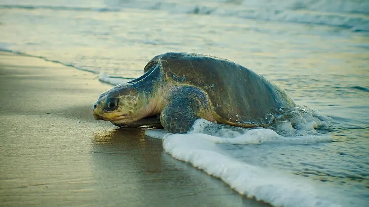  olive ridley deadbody: ବେଳାଭୂମିରେ ଶତାଧିକ ମୃତ ଅଲିଭରିଡ଼ଲେ କଇଁଛ