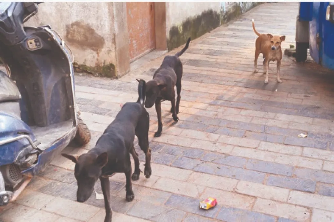  The capital: ରାତିରେ କୁକୁରଙ୍କ କବ୍‌ଜାରେ ରାଜଧାନୀ