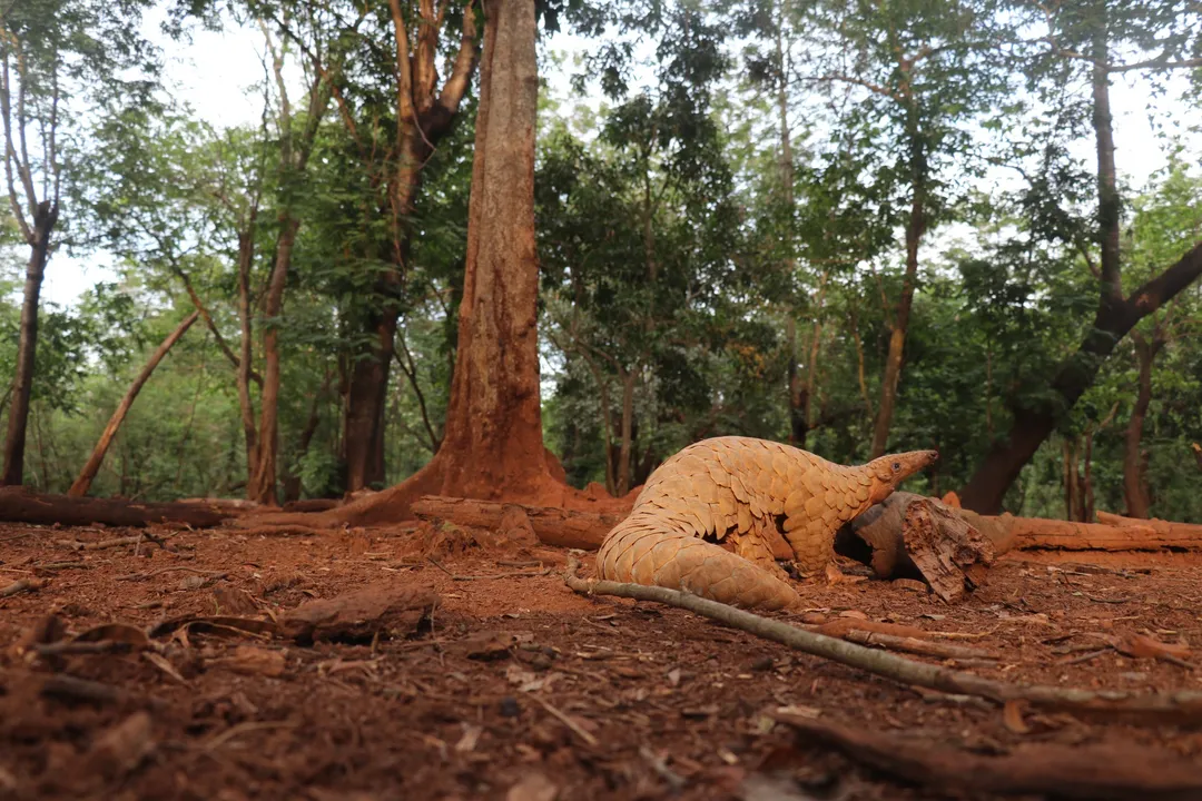  Pangolin: ପାଣିରେ ପହଁରି ମଧ୍ୟ ପାରନ୍ତି ବିଲୁପ୍ତମୁଖୀ ବଜ୍ରକାପ୍ତା