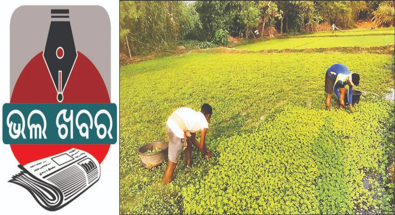  gave a lonely life: ସୁନୁସୁନିଆ ଦେଇଛି ଜୀବିକା: ଦାଦନରୁ ଫେରି କୃଷିମୁହାଁ ଗାଁ ଯୁବକ, ୫୦ ଏକର ଜମିରେ ହୋଇଛି ଶାଗଚାଷ