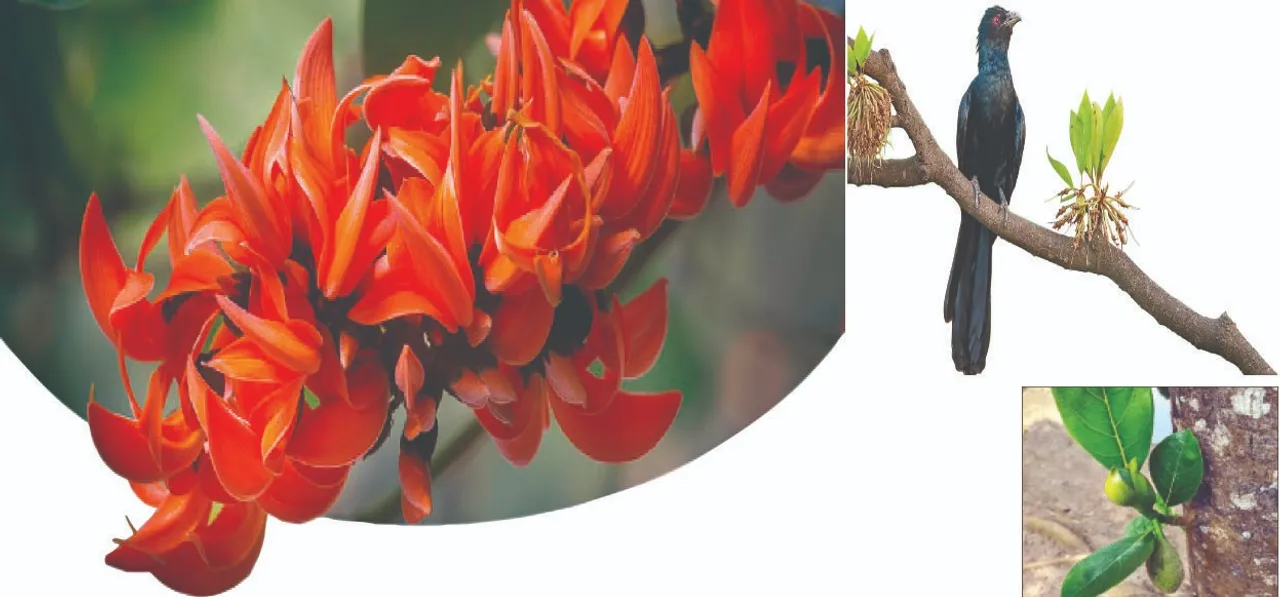  Editorial: ଅାସେ ବସନ୍ତ ଫୁଲ‌ବନେ