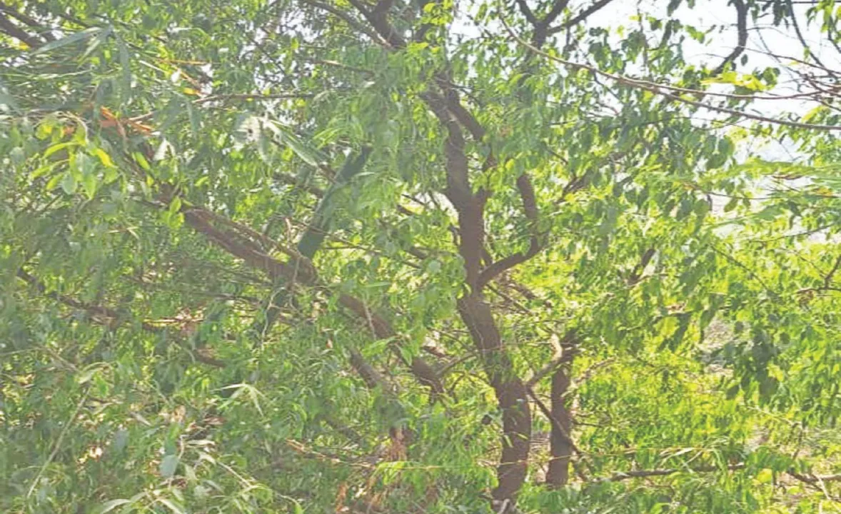  Koraput sandalwood factory lost: ହଜିଗଲା କୋରାପୁଟ ଚନ୍ଦନର ମହକ: ଗଛର ଆୟୁଷ ୧୦ ବର୍ଷ, କାଟି ନେଉଛନ୍ତି ମାଫିଆ