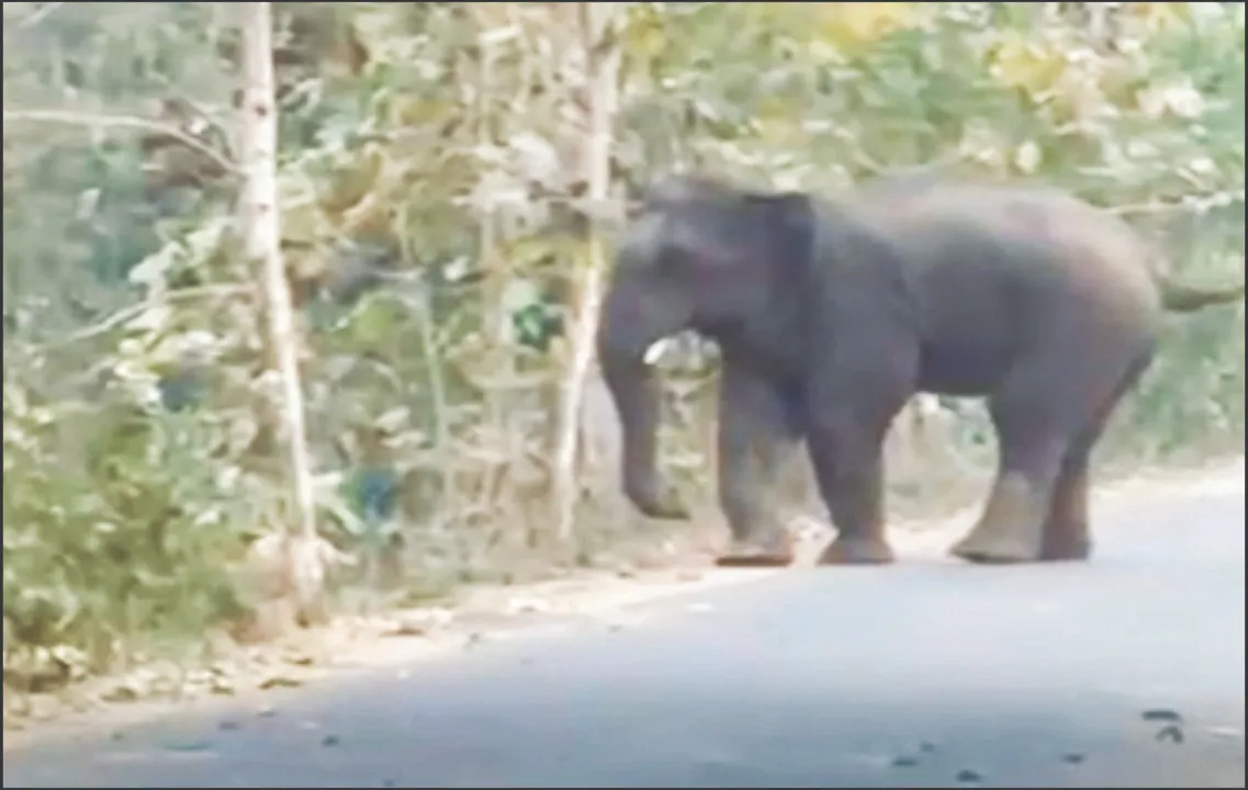  Elephant: ମହିଳାଙ୍କ ସମେତ ୨ ଜଣଙ୍କୁ ଦଳିଦେଲା ଦନ୍ତା: ମୃତକଙ୍କ ପରିବାରକୁ ୧୦ ଲକ୍ଷ ଲେଖାଏଁ ସହାୟତା ଘୋଷଣା