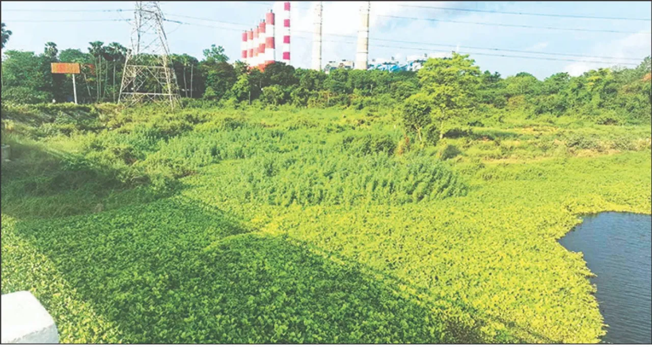  Life: ସଂକଟରେ ଜୀବନଜୀବିକା: ଟିକିରା ଓ ବ୍ରାହ୍ମଣୀ ପାଣି ପ୍ରଦୂଷିତ