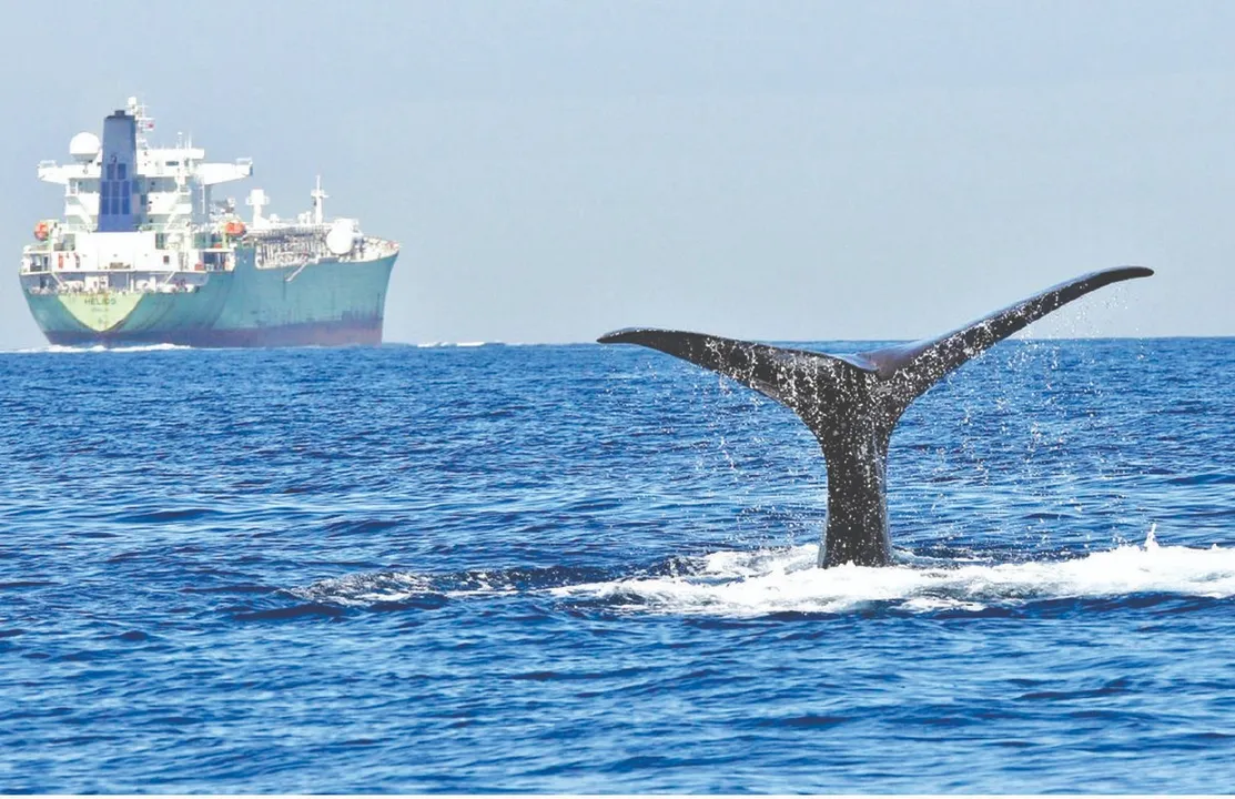  Noise pollution: ଶବ୍ଦ ପ୍ରଦୂଷଣ ପାଇଁ ବିପଦରେ ସାମୁଦ୍ରିକ ପରିସଂସ୍ଥା