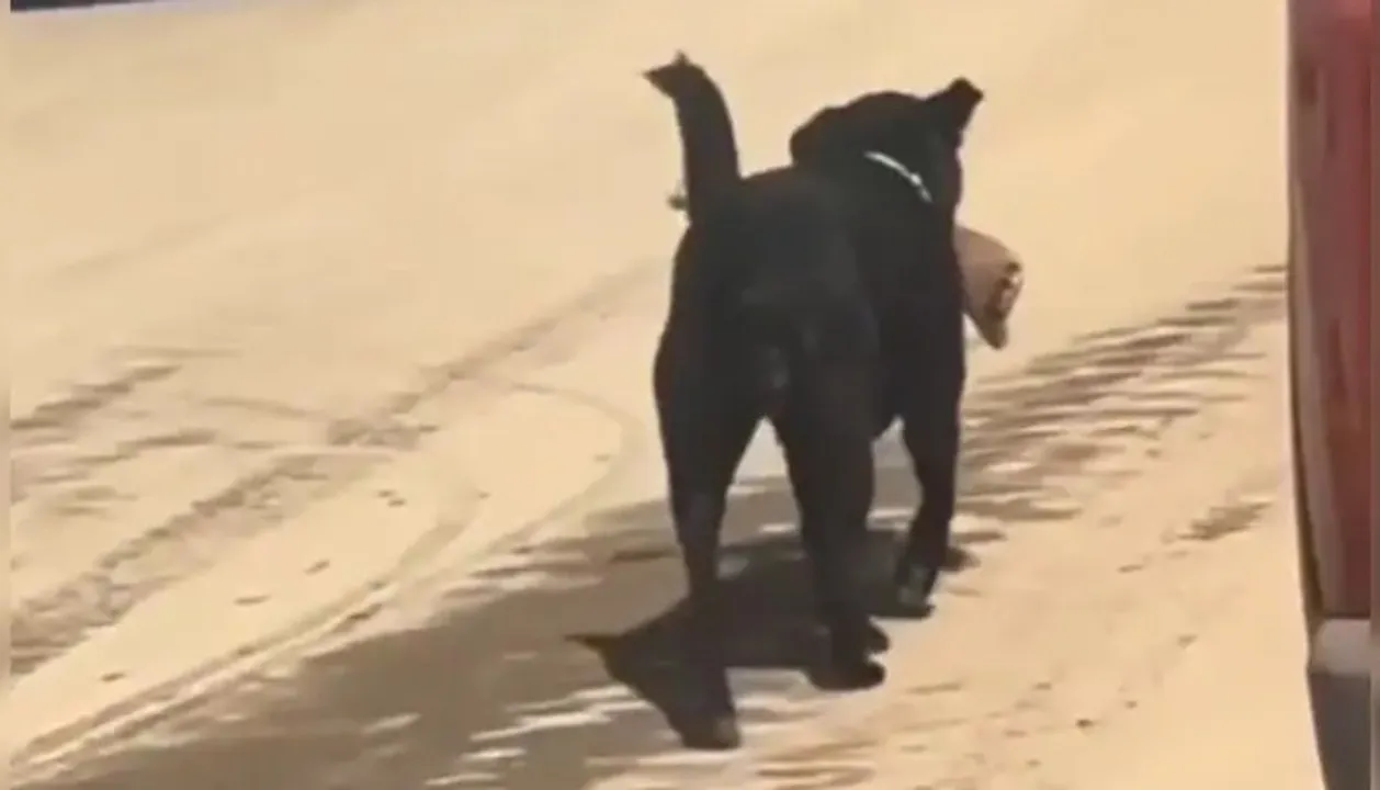  Video viral of street dog: ବୁଲା କୁକୁର କାମୁଡି ବୁଲୁଛି ମଣିଷର କଟା ଗୋଡ଼: ହସ୍ପିଟାଲ ପରିସରର ଭିଡିଓ ଭାଇରାଲ