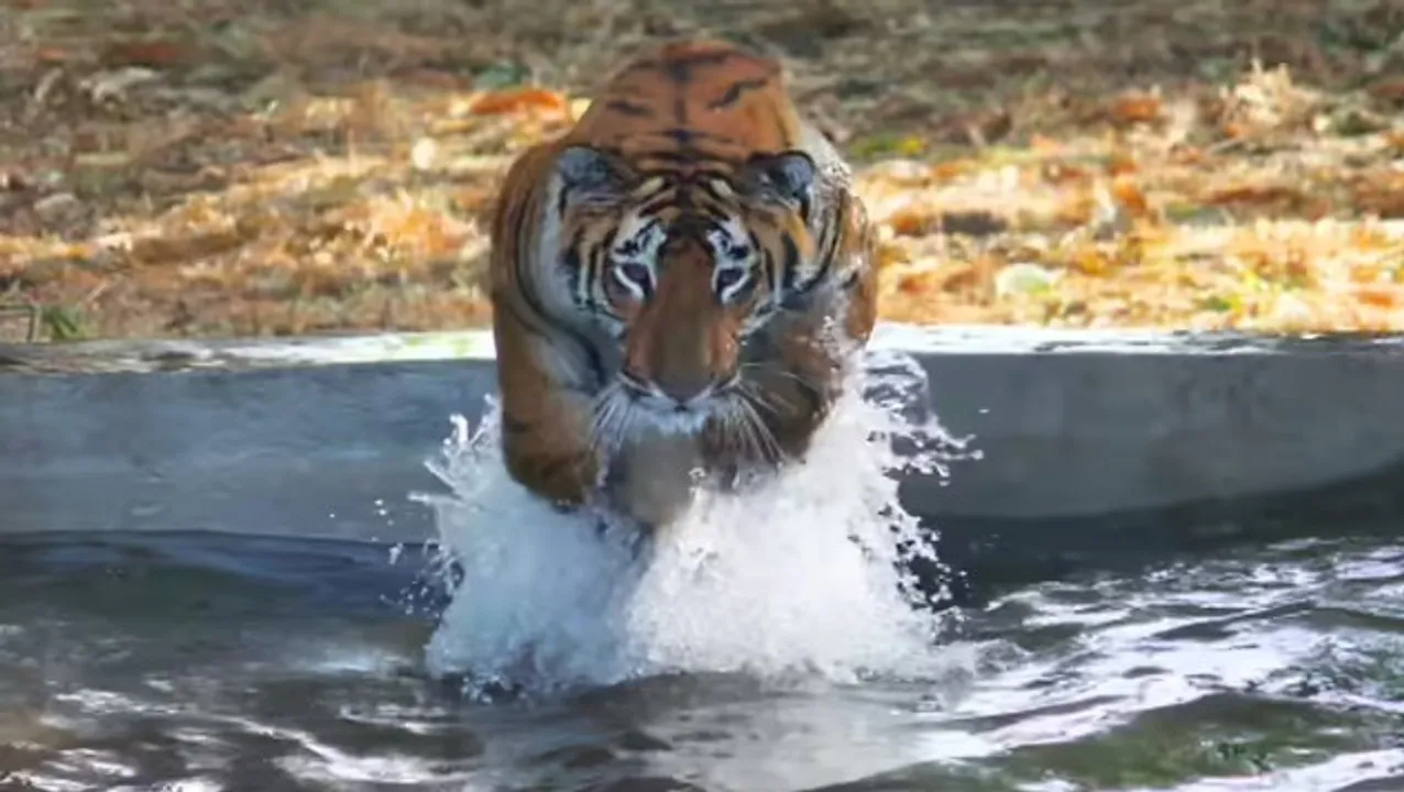  Tiger Behaviour Change Photograph: (SAMBAD. IN) 