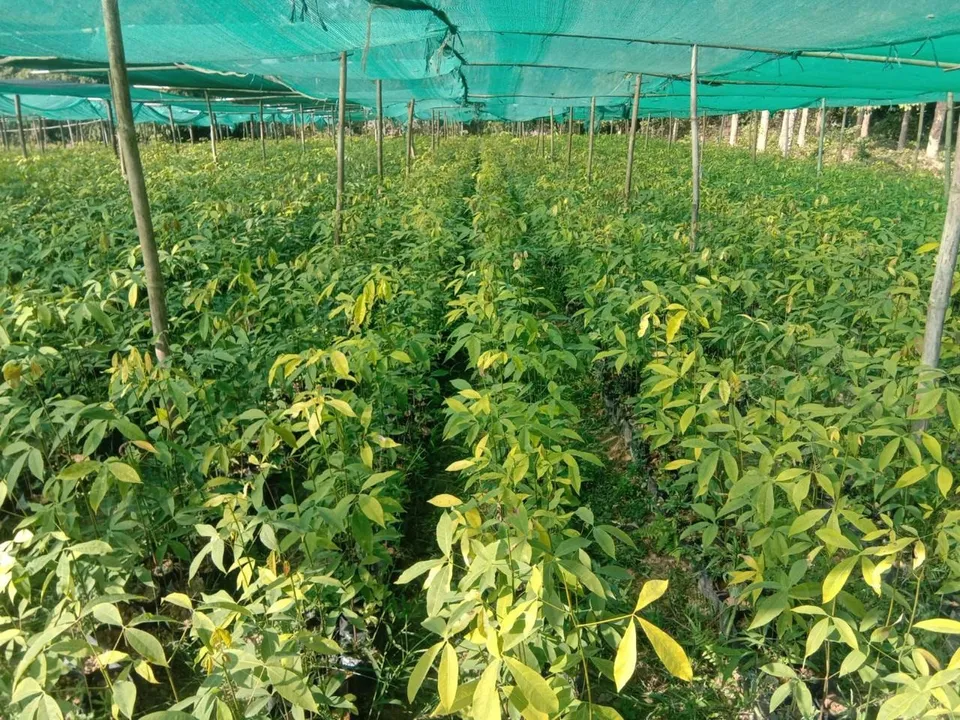  hockey worldcup: ଗୋଲ୍ ପିଛା ୧୦୦ ଗଛ: ହକି ବିଶ୍ବକପ୍‌ରେ ବନୀକରଣ ବାର୍ତ୍ତା