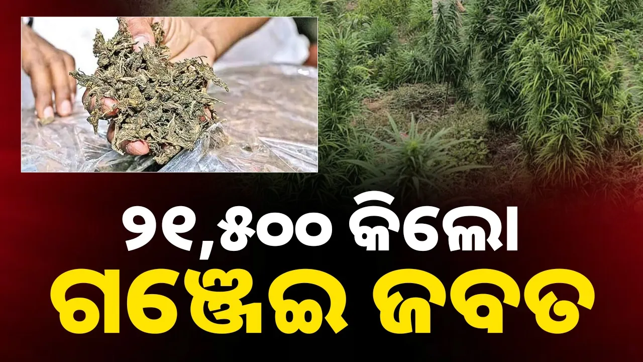  Ganza Seized: ଗଞ୍ଜେଇ ମାଫିଆକୁ ଗିରଫ କରିପାରୁନି ପୁଲିସ!