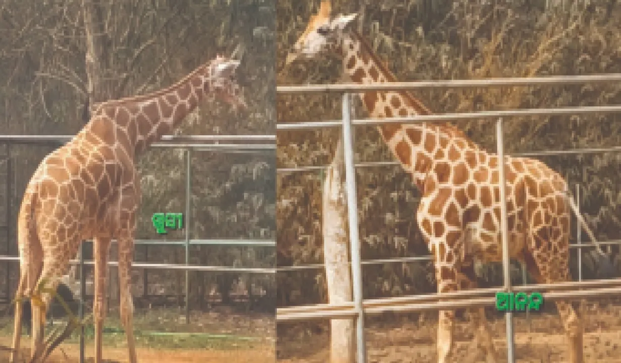  Nandankanan: ନନ୍ଦନକାନନରେ ବିଳମ୍ବିତ ଜିରାଫ ପ୍ରଜନନ: ୨୦୧୨ରୁ ଆରମ୍ଭ ହୋଇଥିଲା ପ୍ରୟାସ